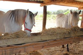 Barcelona 17.- 21.05.2012 - Mittagessen (Restaurant Vinyanova) am 18.05.2012 (003)