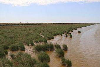 Sanlcar de Barrameda 17.- 21.05.2018 - Nationalpark Coto de Doana am 18.05.2018 (027)