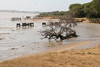Sanlcar de Barrameda 17.- 21.05.2018 - Nationalpark Coto de Doana am 18.05.2018 (024)