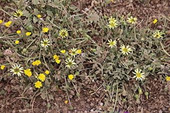 Sanlcar de Barrameda 17.- 21.05.2018 - Nationalpark Coto de Doana am 18.05.2018 (031)