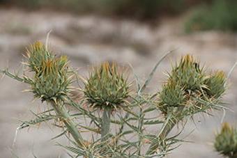 Sanlcar de Barrameda 17.- 21.05.2018 - Nationalpark Coto de Doana am 18.05.2018 (032)