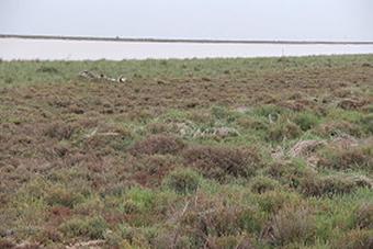 Sanlcar de Barrameda 17.- 21.05.2018 - Nationalpark Coto de Doana am 18.05.2018 (033)